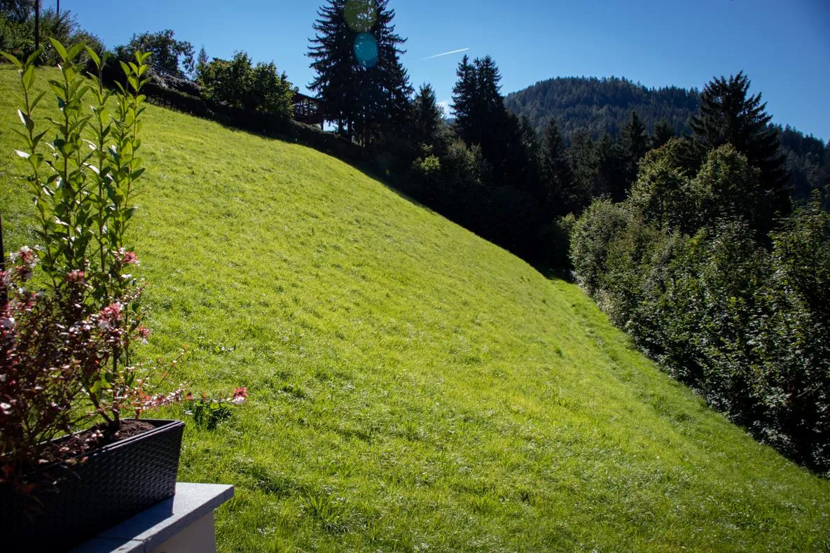 View of the alpine meadow