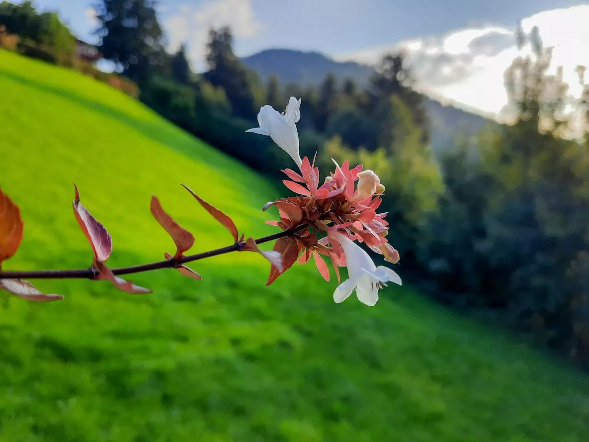 Flowers at the entrance
